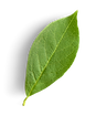 Untitled design-2.png