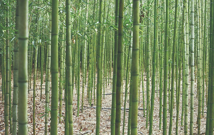 bamboo-kinsey-ctTk8Wpr-k8-unsplash low-res.jpg