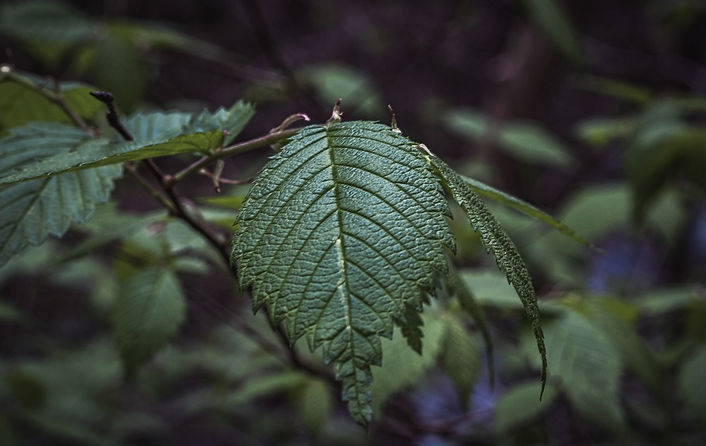 elm-brice-cooper-KzEerO-M2LE-unsplash.jpg