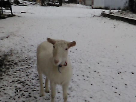 ユキちゃん雪景色に立つ('ω')