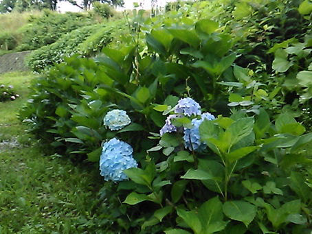 紫陽花が咲き始めました