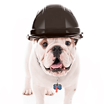 safetyDog.png