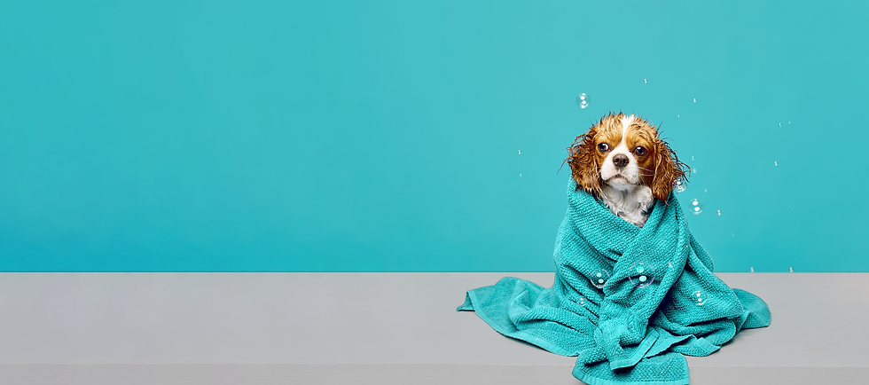 FrontCoverDog.png