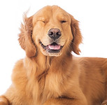 Blowing-Dog_edited.jpg