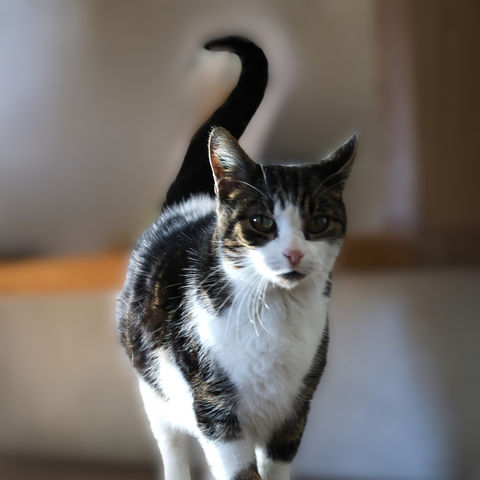 Shootings animaux
