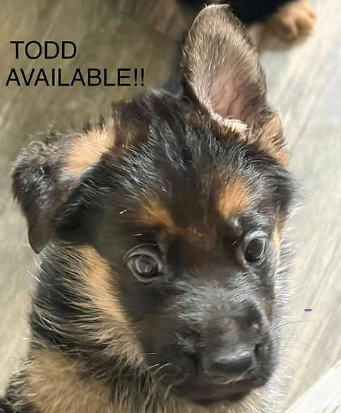 Todd4 adopt 1-12-2026.jpg