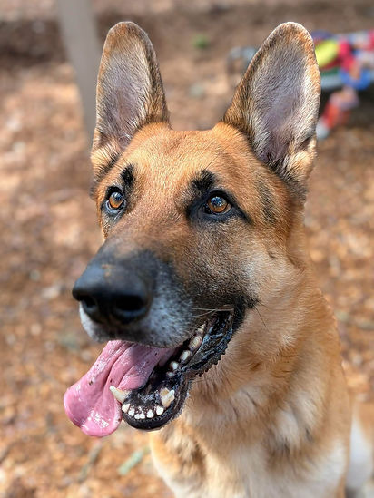 Sheriff4 adopt 7-17-2026.jpg