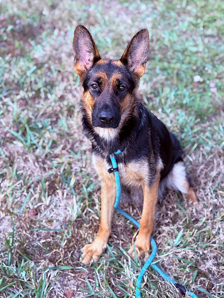 Merri5 adopt 1-12-2026.jpg