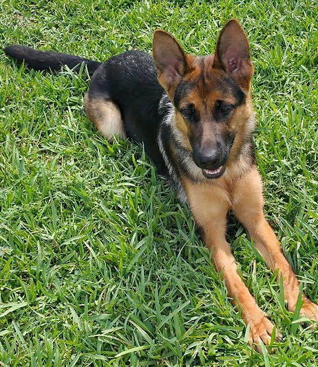 Ellie3 - Ellen adopt 8-1-2026.jpeg