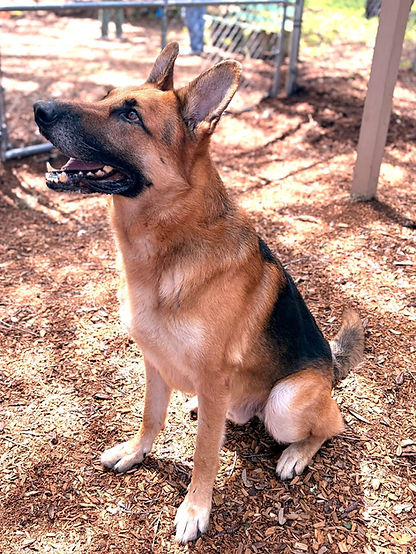 Sheriff2 adopt 7-17-2026.jpg