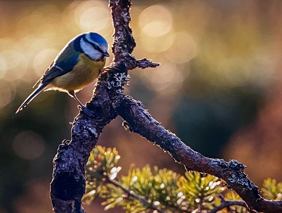 BLUE TIT by PAULA MAJOR