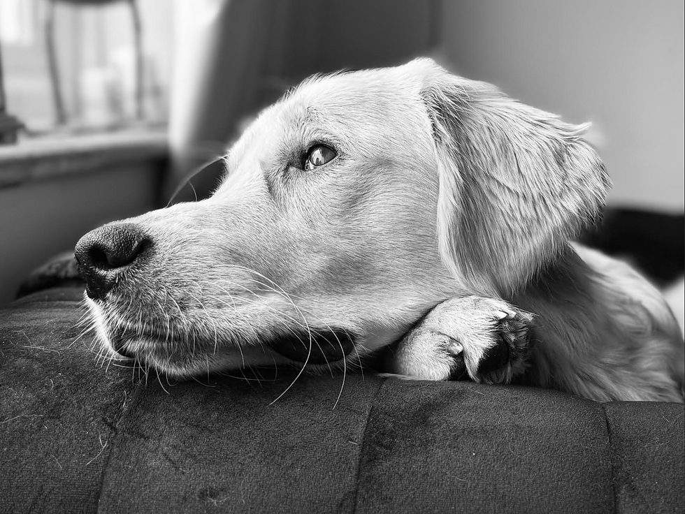 bailey - 8th B&W Photo