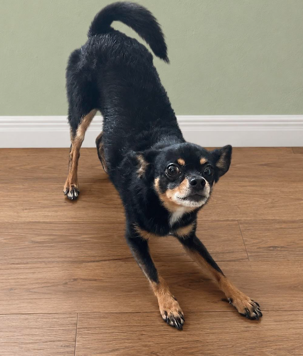 bruce - 8th Yoga Pose