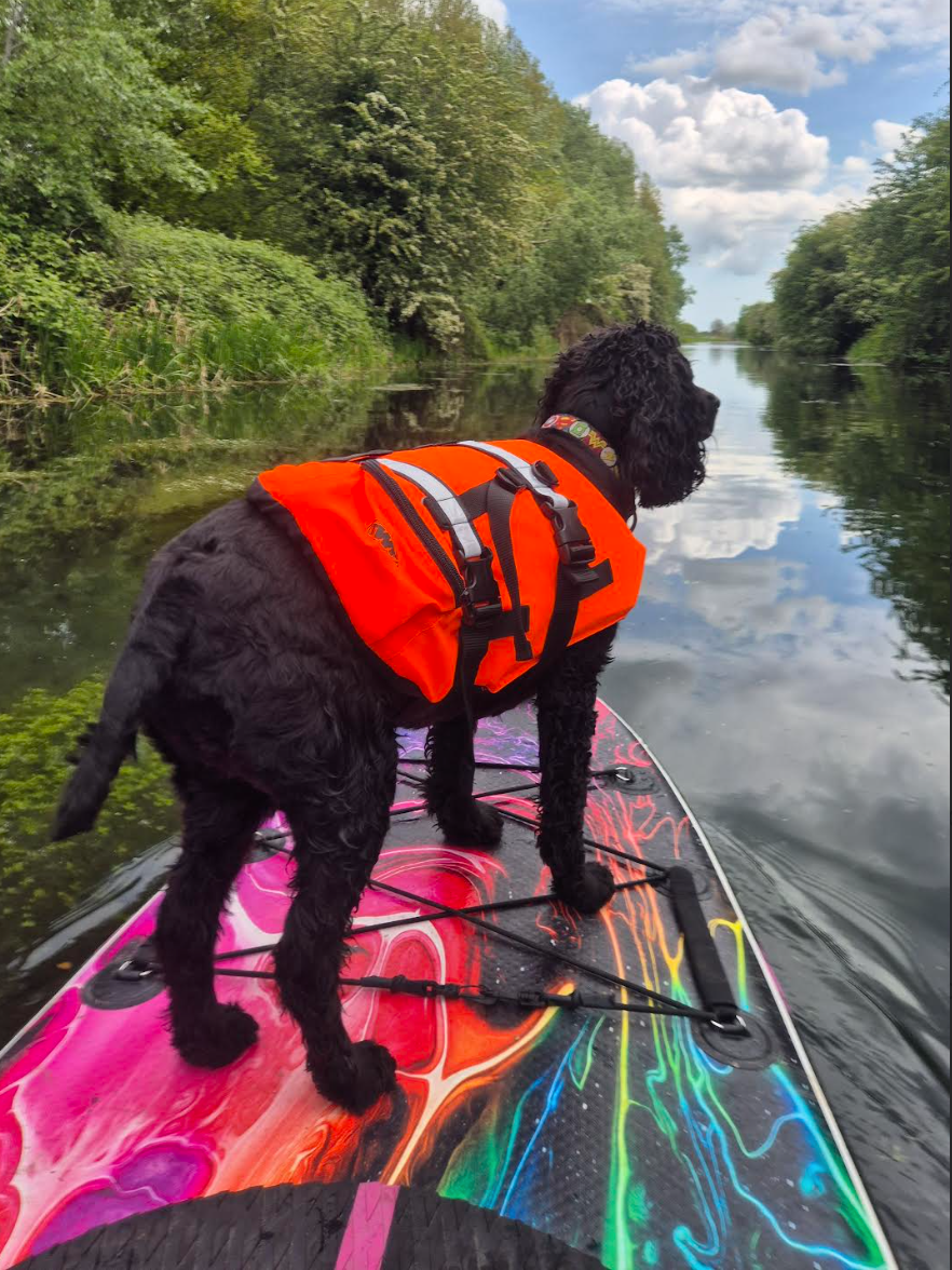shadow - 5th Adventure Dog