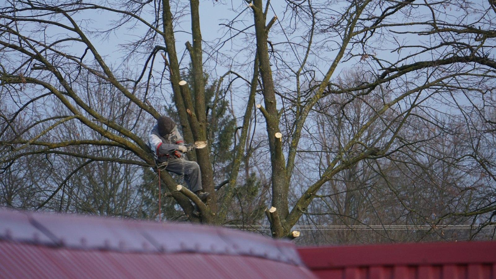 Arborist pruning a large tree