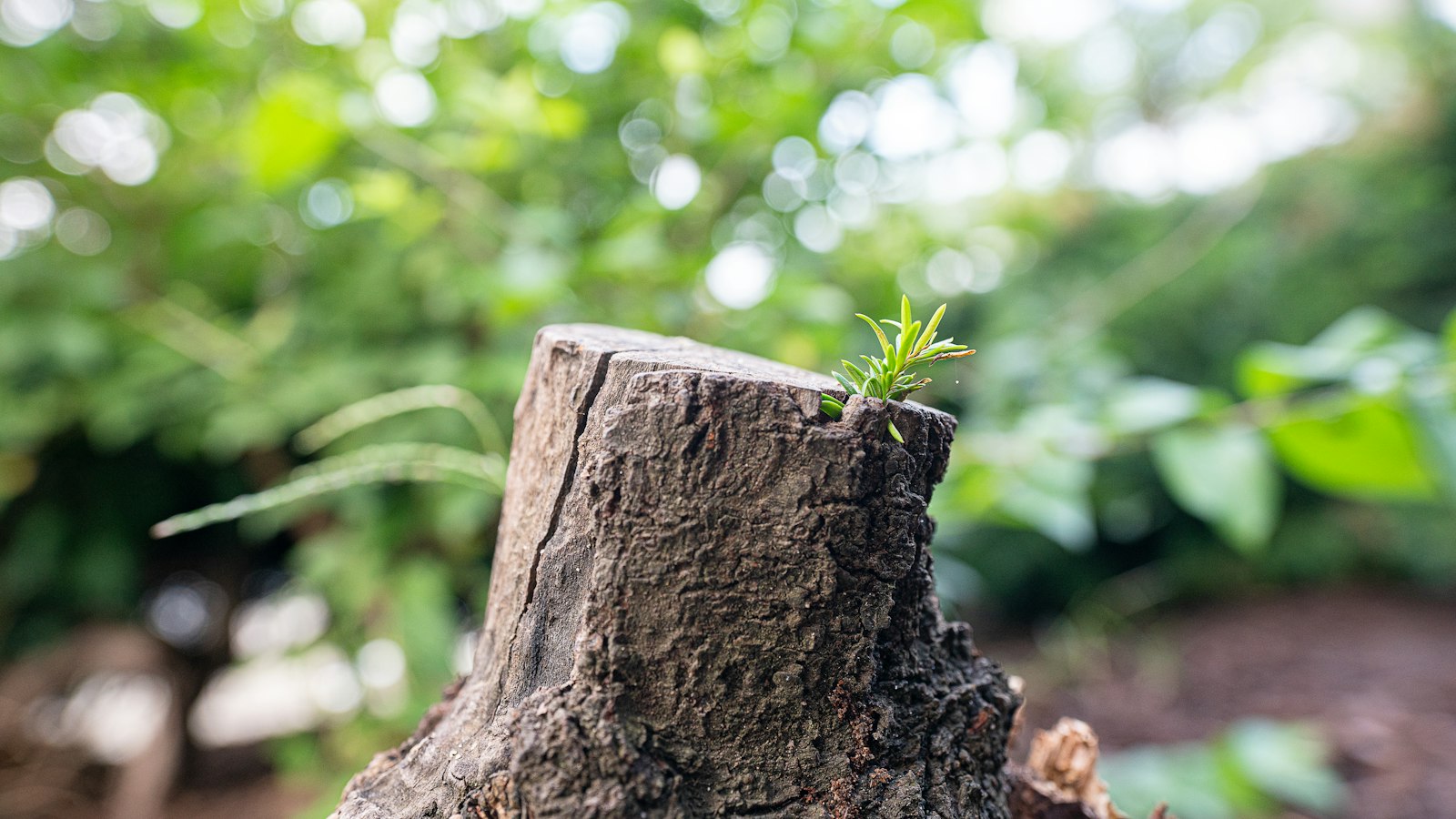 Tree stump with a small plant sprouting