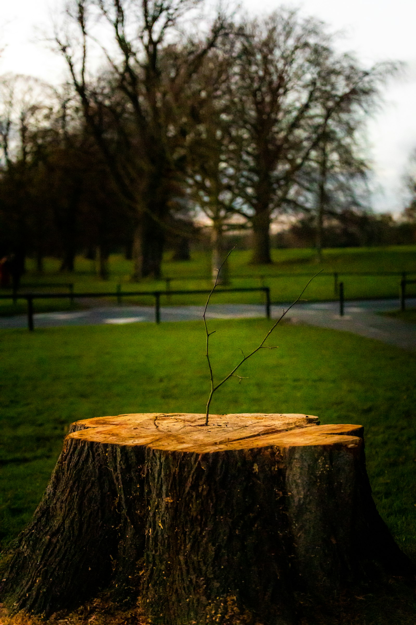 Cut log lying on green grass
