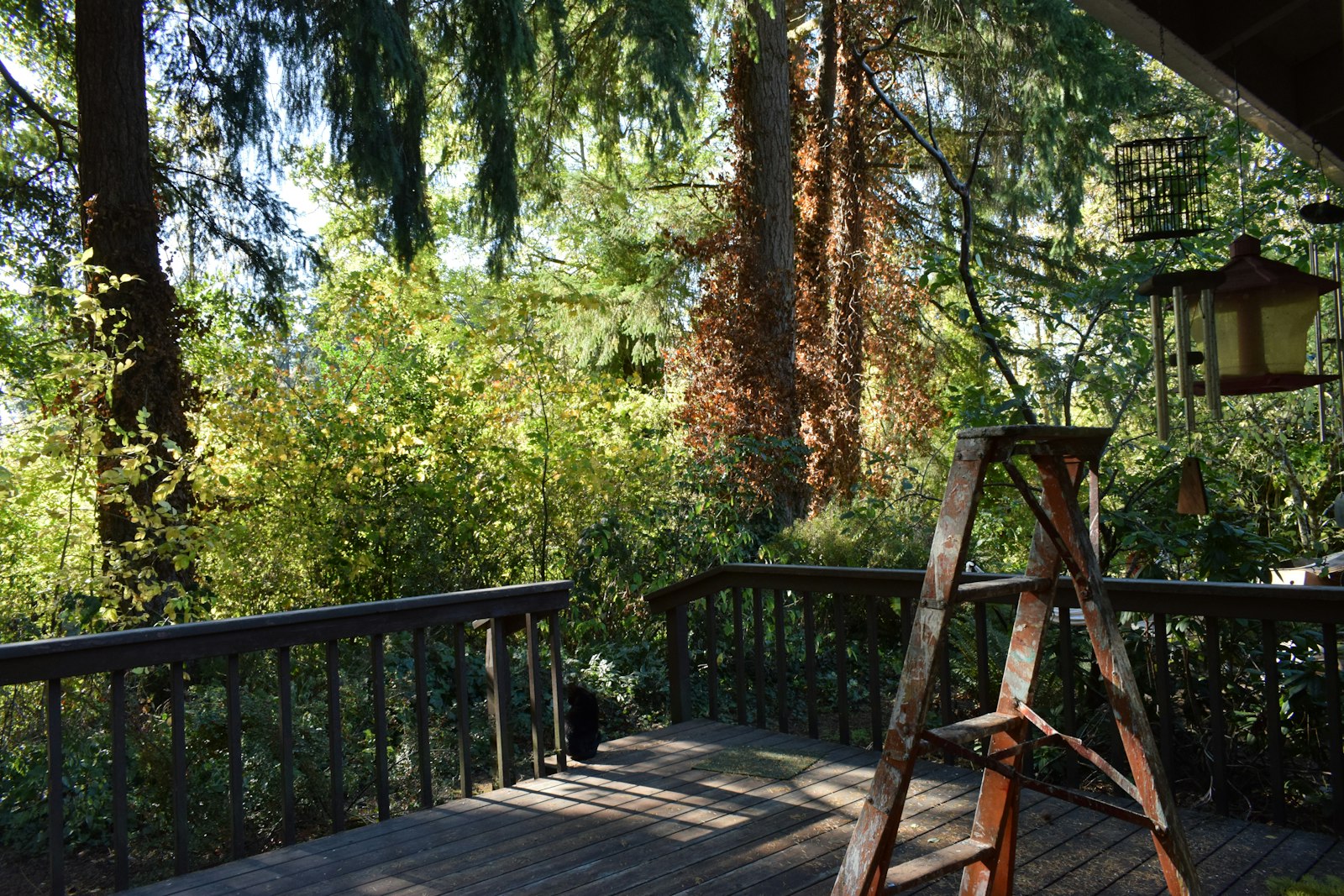 Wooden deck surrounded by green trees