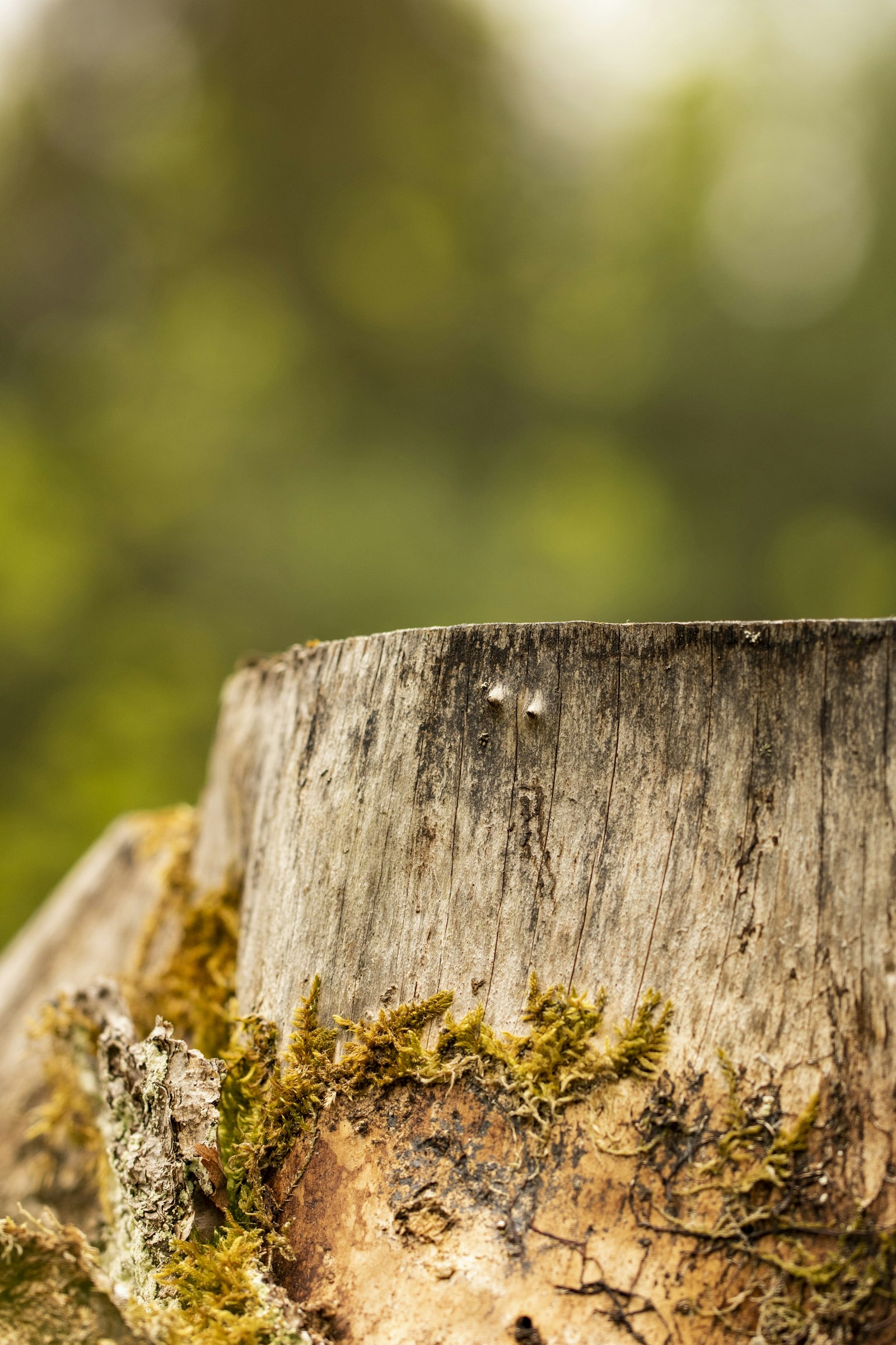 Tree stump with moss growing on it