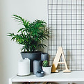 Plants and Candles