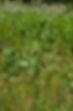Melica_spectabilis_habit.jpg