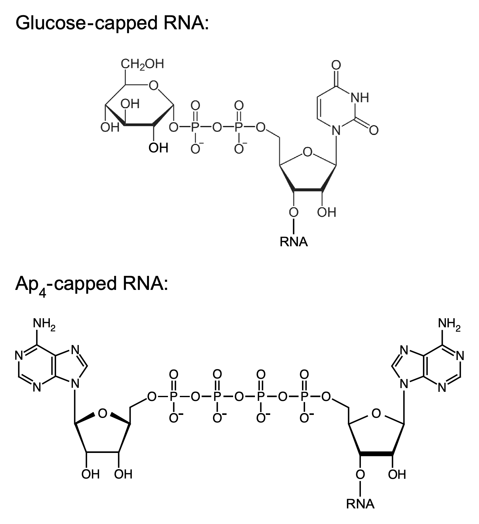 Glucose and Np4 caps v2.gif