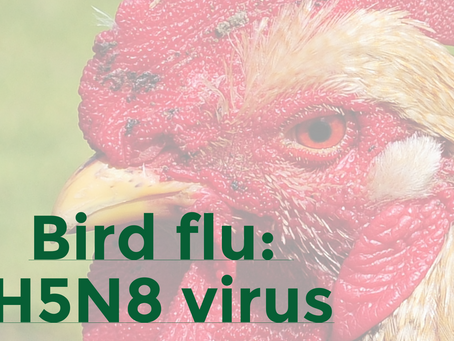 132,000 jobs not immune as bird flu spreads in SA