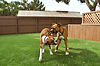 Two dogs playing on ForeverLawn K9Grass®