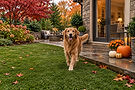 Golden retreiver walking out of house onto K9 Grass.jpg