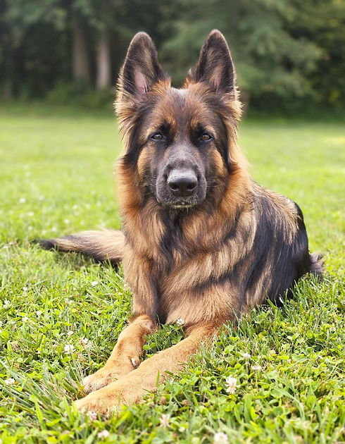 Jovi headshot clearer_edited.jpg