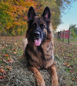 Jovi Fall 2025_edited.jpg