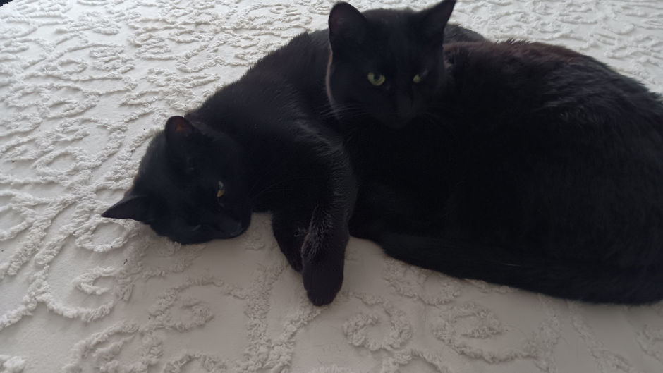 Two Sets of Eyes Amidst a "Pile" of Black Fur