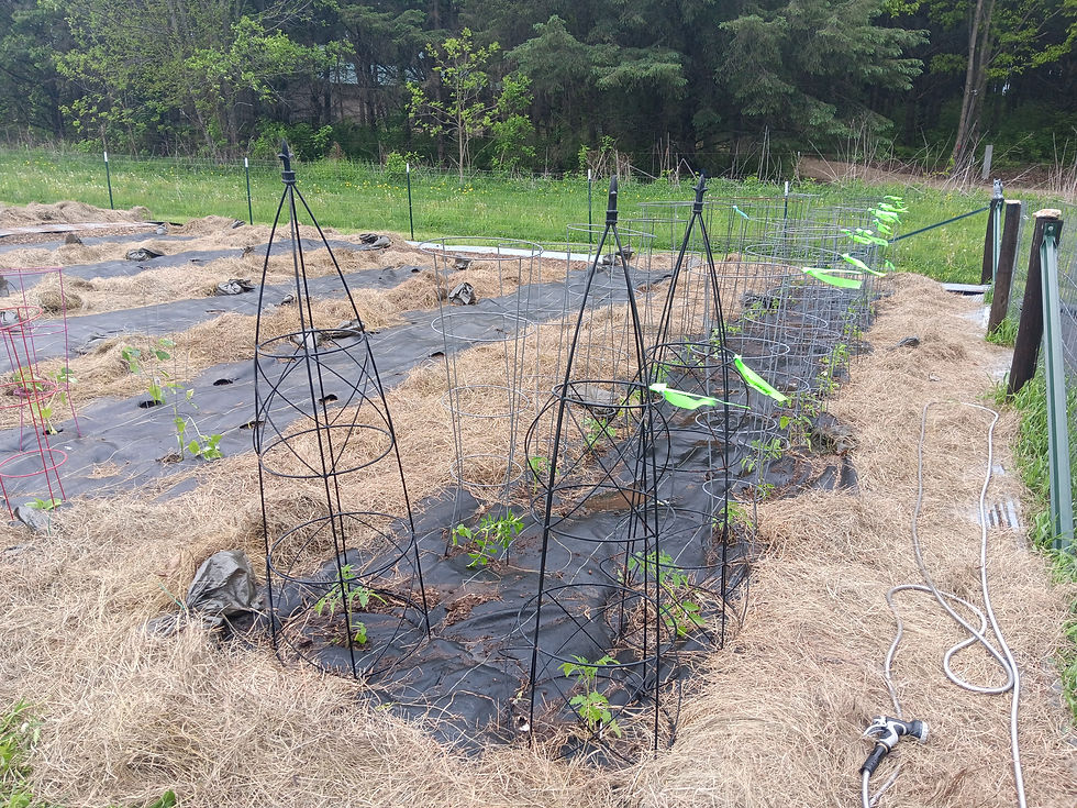 Our 37 Tomato Plants