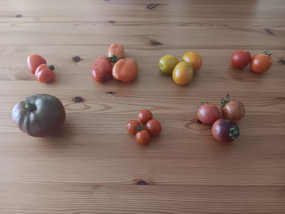 Top row, l to r: Sweetheart Cherry, San Marzano, Apricot Zebra, Chadwick. Bottom row l to r: Cherokee Purple, Supersweet Cherry, Black Strawberry