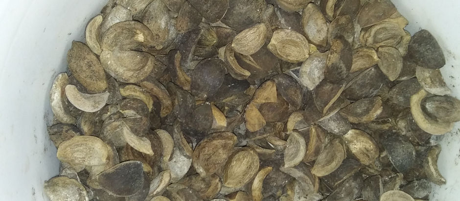 Using Hickory Nut Shells / Husks when Grilling for Smokey Flavor