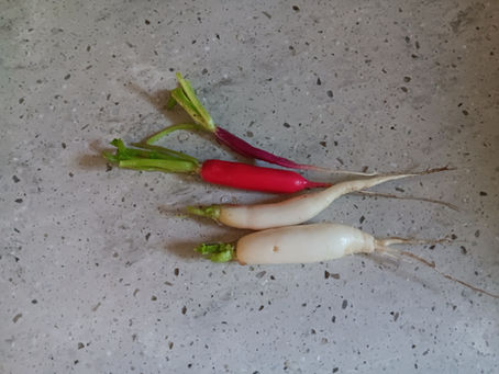 First Radishes - Woo Hoo