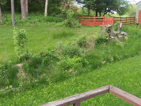 No "English Country Flower Garden" for Me