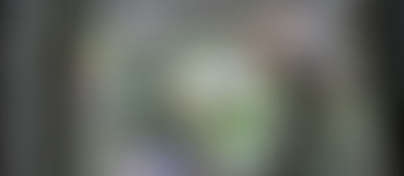 Invasive Plants Galore