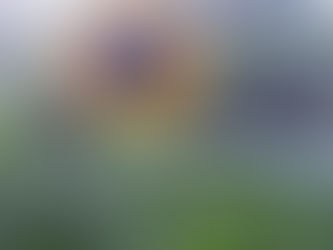 Sunflower Suprise in the Compost Pile