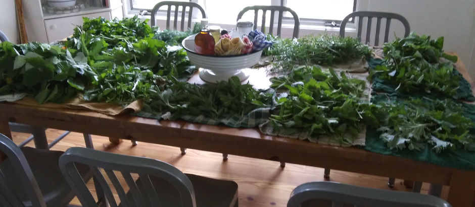 What Happens When Getting Interested In Medicinal Herbs