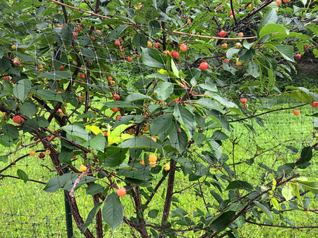 Cherry Tree Now Has Cherries!