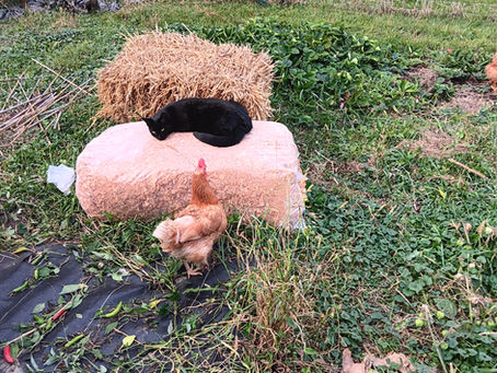 The Long Tail of Autumn