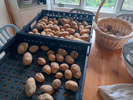 Potato Harvest 2025