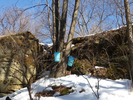 Maple Syrup Season Kickoff