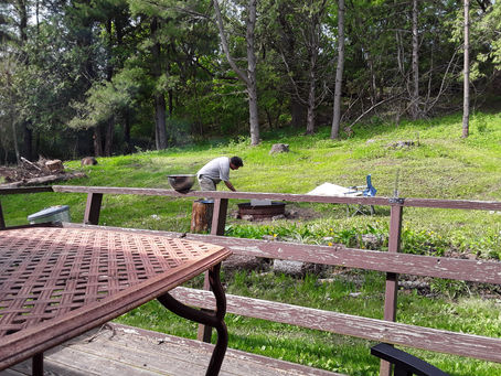 Grass (and weeds) Growing Where the Pine Trees Used To Be