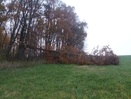Big Oak Tree Limb Blew Down