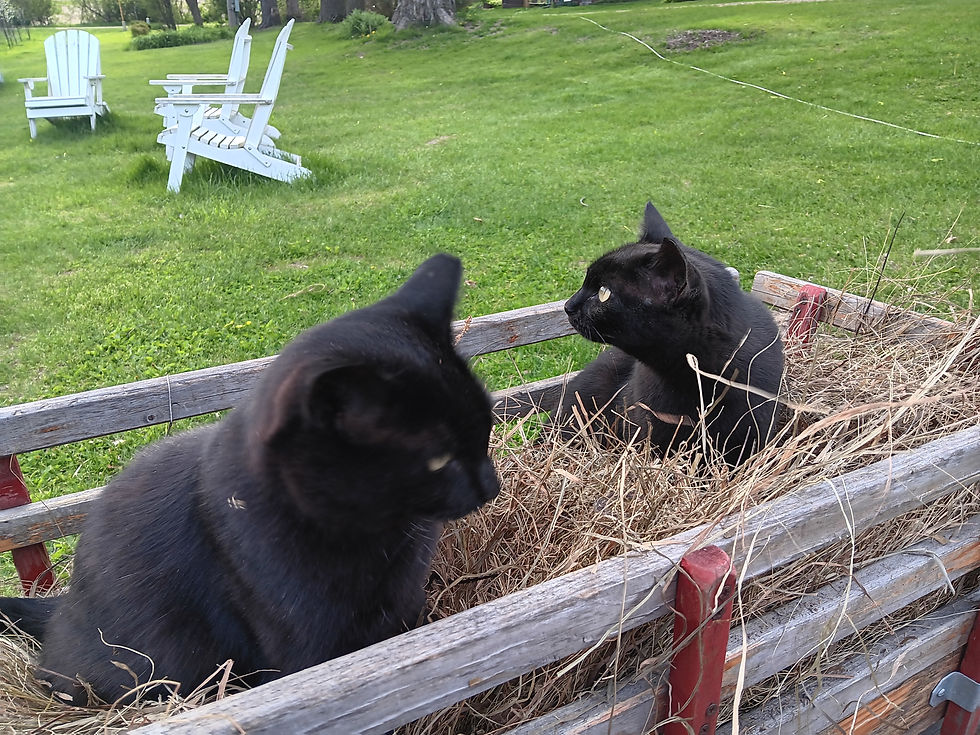 Maple and Smudge Relaxing in the Hay Wagon