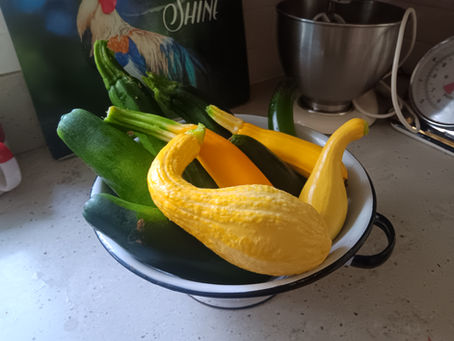 Summer Squash Starting