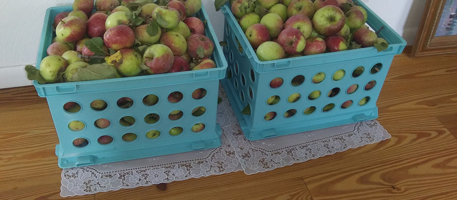 Our First Batch of 2022 Apples