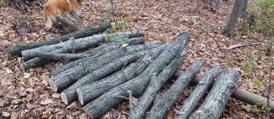 At Least We Have Logs for Mushrooms Now...